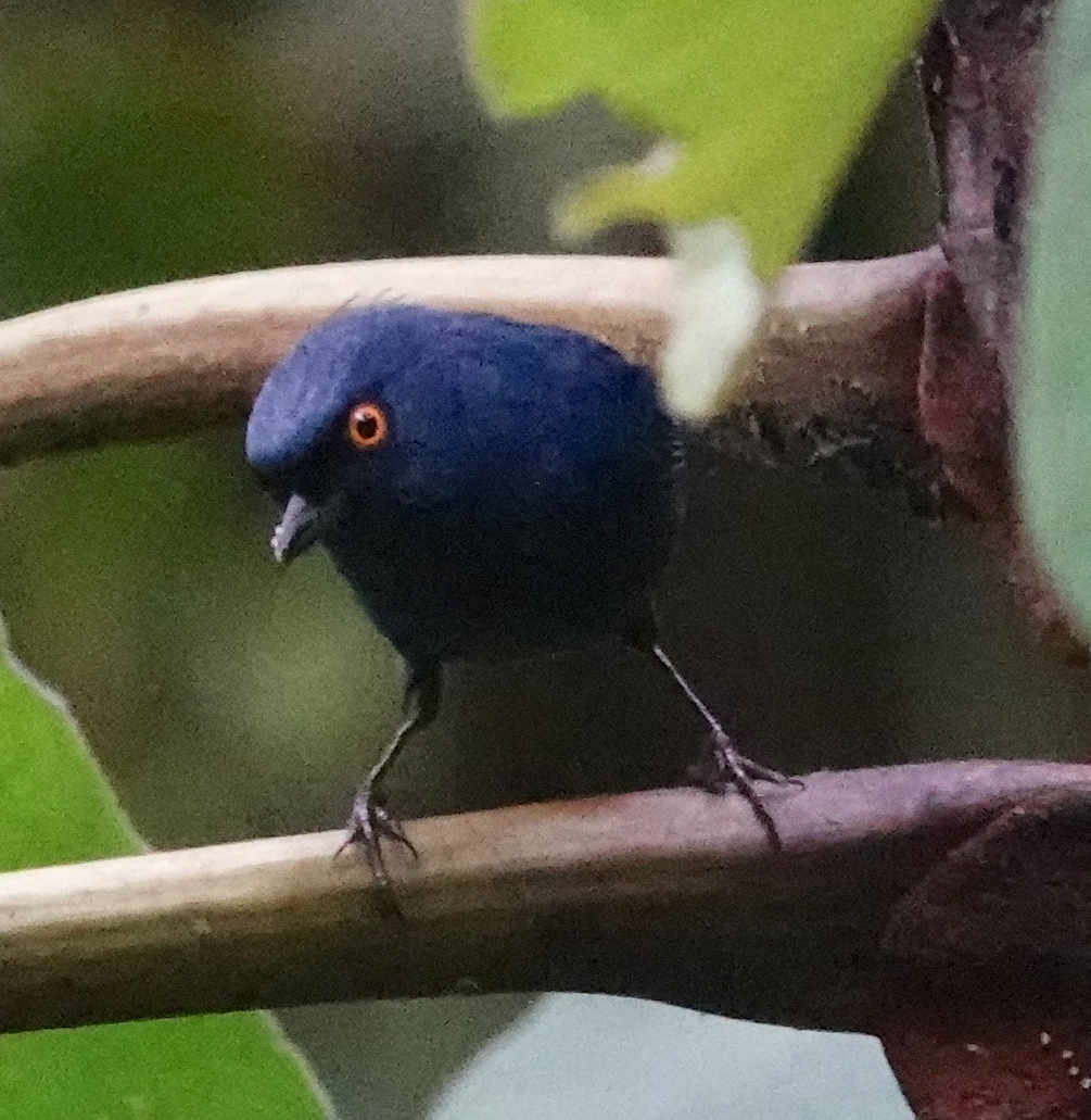 Golden-eyed Flowerpiercer (Diglossa glauca), photo 6