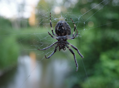 Grey Cross Spider photo 5
