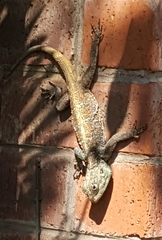 Acanthocercus atricollis
