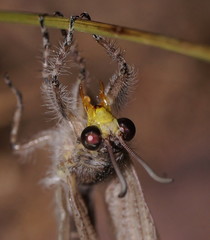 Heoclisis fundata