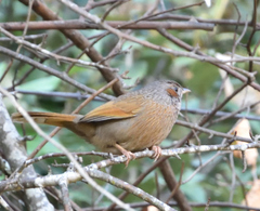 Trochalopteron lineatum