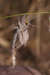 Heoclisis fundata