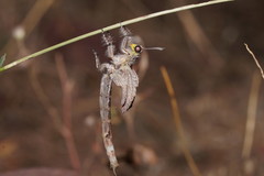 Heoclisis fundata