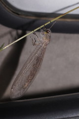 Heoclisis fundata