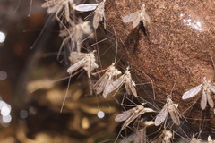 Antocha australiensis