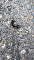 Theretra oldenlandiae