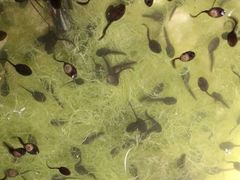 Bufotes viridis viridis