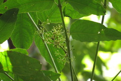 Polyscias australiana