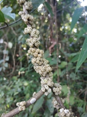 Oreocnide frutescens