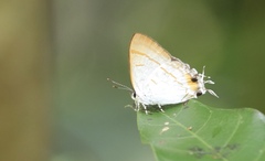 Hypolycaena thecloides
