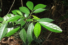 Ficus fraseri