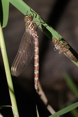 Austroaeschna unicornis