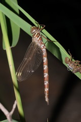 Austroaeschna unicornis