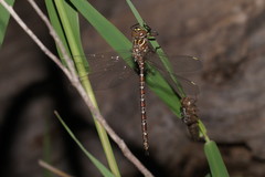 Austroaeschna unicornis