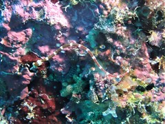 Corythoichthys amplexus