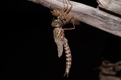 Austroaeschna unicornis