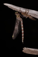 Austroaeschna unicornis