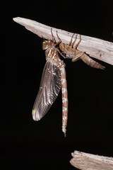 Austroaeschna unicornis