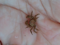 Neohymenicus pubescens