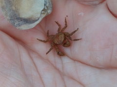 Neohymenicus pubescens