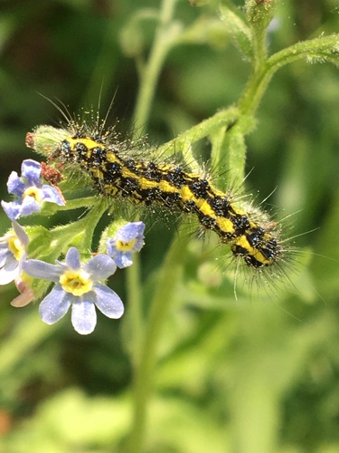 iNaturalist observation photo of Wild Forget-me-not Moth