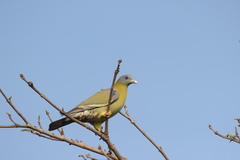 Treron phoenicopterus