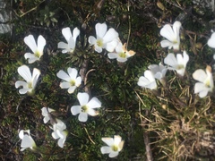 Polystichum cystostegium