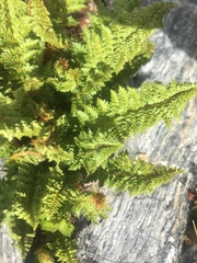 Polystichum cystostegium