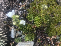 Polystichum cystostegium