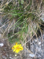 Polystichum cystostegium