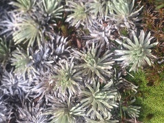 Polystichum cystostegium