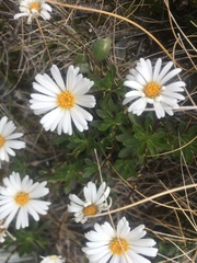 Polystichum cystostegium
