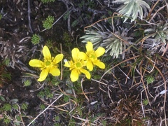 Polystichum cystostegium