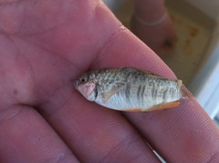 Floridichthys carpio