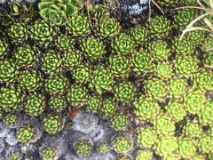 Polystichum cystostegium