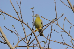 Treron phoenicopterus