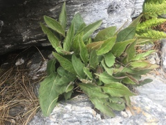 Polystichum cystostegium