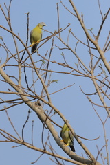 Treron phoenicopterus