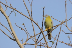 Treron phoenicopterus