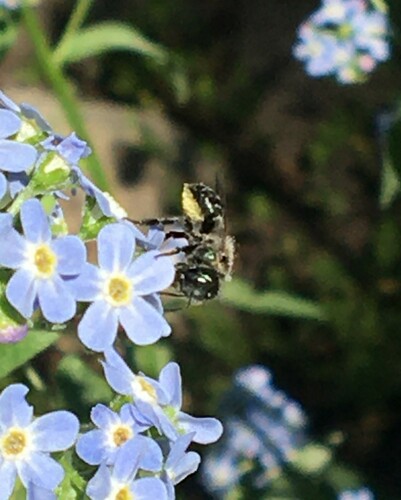 iNaturalist observation photo of Mason Bees