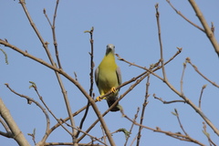 Treron phoenicopterus