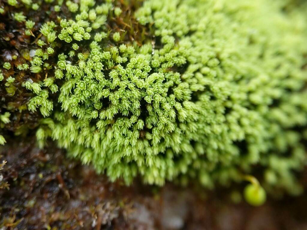 Elongate copper moss