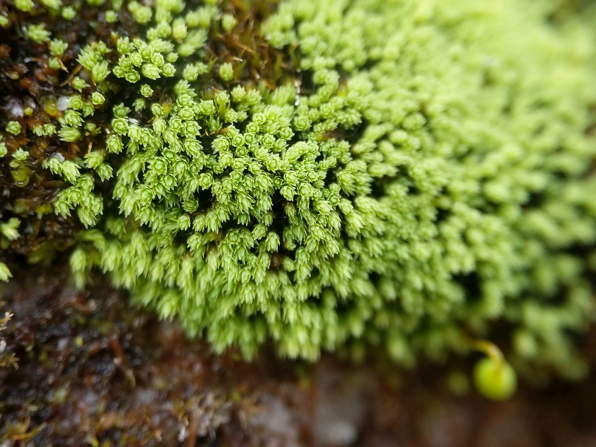 Mielichhoferia elongata