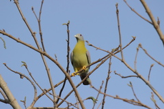 Treron phoenicopterus