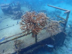 Staghorn coral