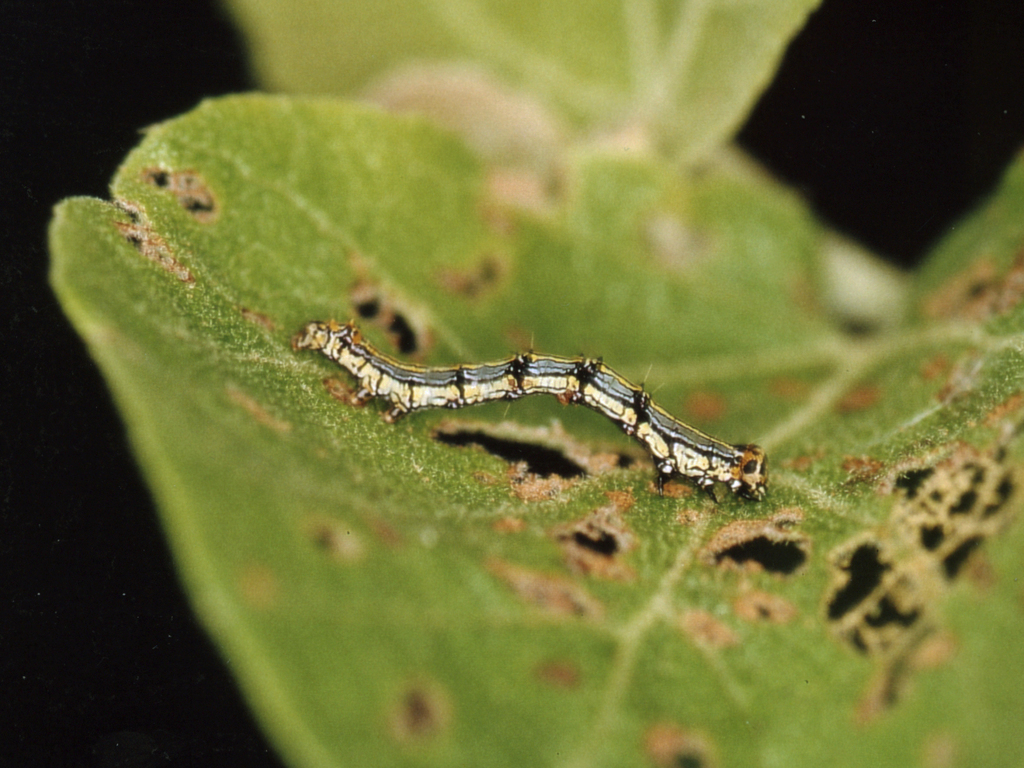 Emmelia nephele
