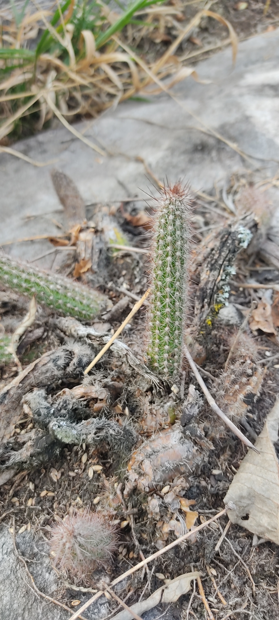 Arthrocereus melanurus