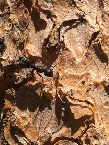 iNaturalist observation photo of Western Black Carpenter Ant