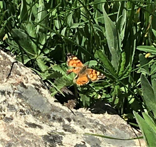 iNaturalist observation photo of West Coast Lady