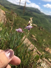 Eulophia zeyheriana